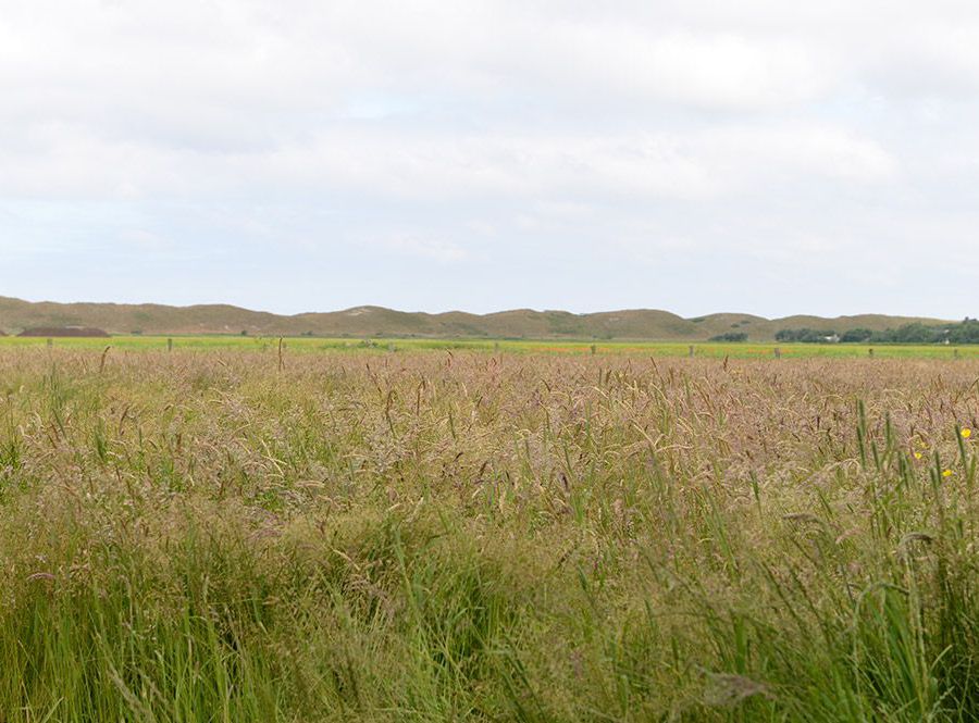 Triaan-Texel_alle-woningen_24.jpg