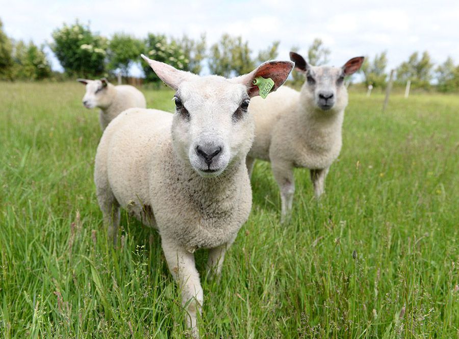 Triaan-Texel_alle-woningen_21.jpg